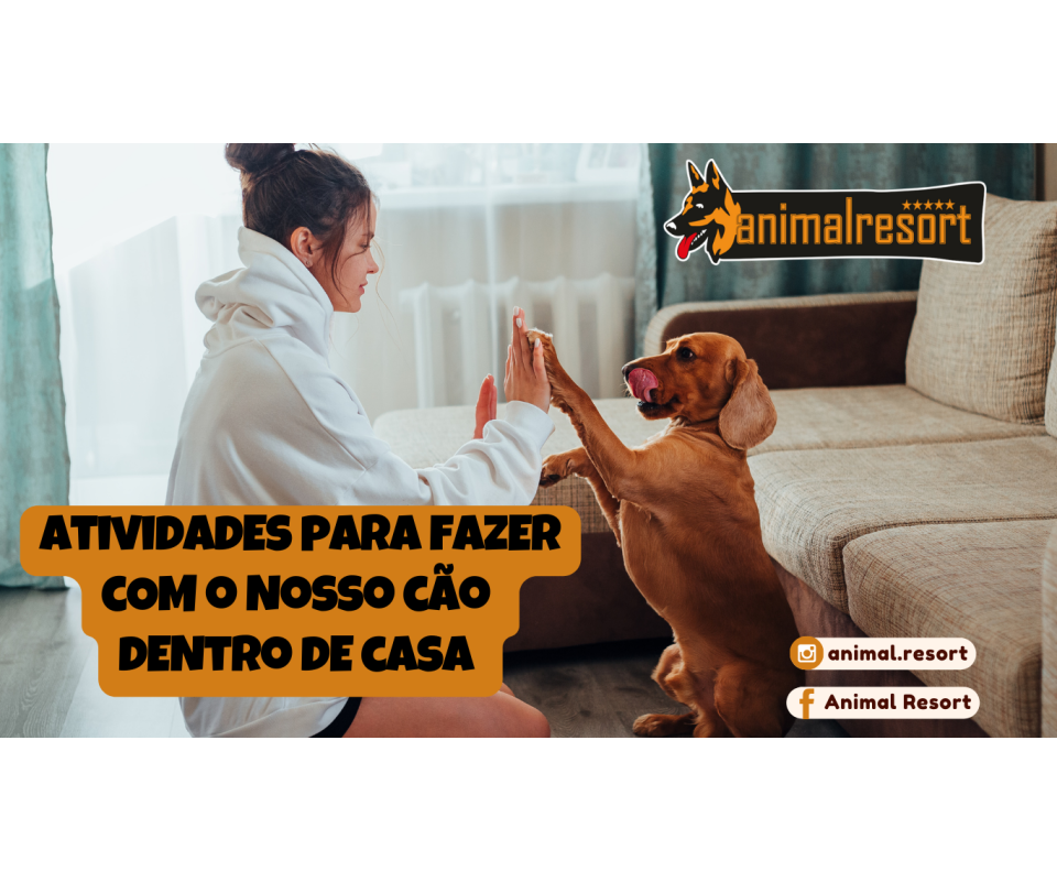 Atividades para fazer com o nosso cão dentro de casa 